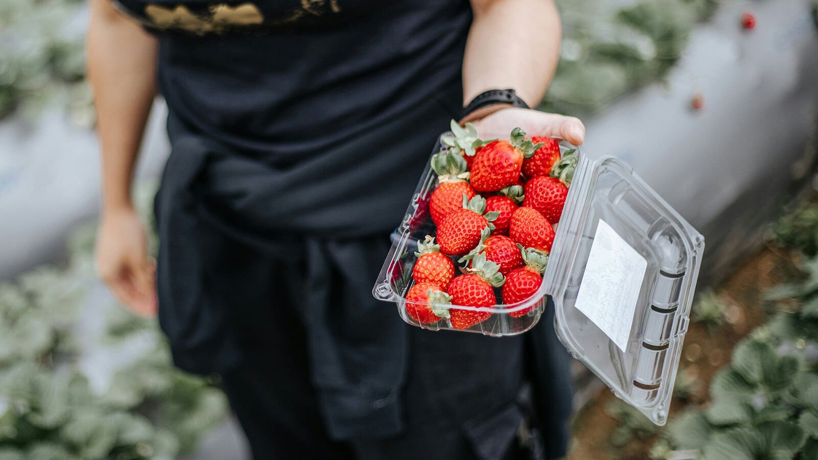 Strawberries in disposable packaging: prohibited or allowed? A woman holds an open plastic bowl of strawberries in her hand