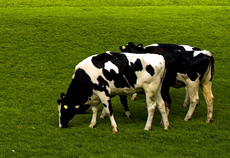 Высокопроизводительные машины Winterhalter для молочных производств